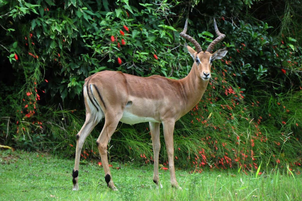 Kruger Park Lodge Unit No. 243 Hazyview Buitenkant foto